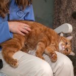 big orange tabby on a staff member's lap getting pets