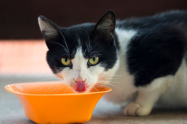Cat licking its lips at the food bowl