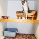 Cat in a luxury boarding suite at Morris Animal Inn