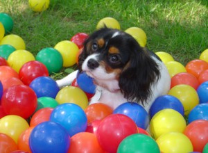 Dog hiding in play balls