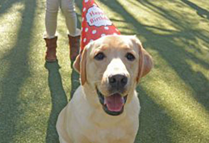 Dog wearing a birthday hat