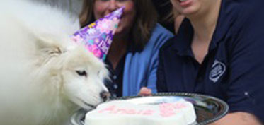 Dog licking a birthday cake