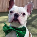 dog wearing a green, sequined bow tie