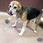 dog eating treats out of a wine glass