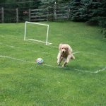 dog playing soccer