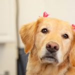 Golden retriever with bows in it's hair