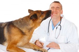 What does it mean when your dog licks you?